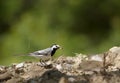 Wagtail bird