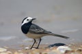 Wagtail bird Royalty Free Stock Photo