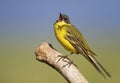 Wagtail bird calling