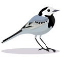 Wagtail bird