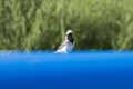 The wagtail bird Motacilla alba walks on the pool.