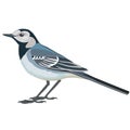 Wagtail bird in natural style in blue color, isolated object on white background, vector illustration