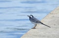 Wagtail bird Royalty Free Stock Photo