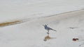 Wagtail bird Royalty Free Stock Photo