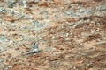 Wagtail bird walking on the ground Royalty Free Stock Photo