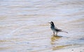 Wagtail bird in water