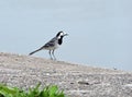 Wagtail bird Royalty Free Stock Photo