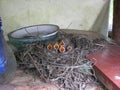 A wagtail chicks