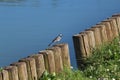 Wagtail fickle Royalty Free Stock Photo