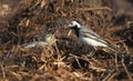 Wagtail lactescent Royalty Free Stock Photo