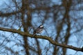 Wagtail laterally