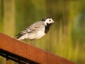 A wagtail Motacilla alba sitting on a rusty fence Royalty Free Stock Photo