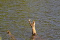 Wagtail Motacilla sits on a half-flooded tree.