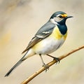 wagtail pick