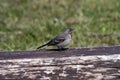 Wagtail's baby bird