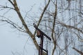 wagtail that sits on a rusty steel pole