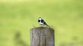 Wagtail sitting on a fence post Royalty Free Stock Photo