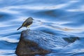 Wagtail sitting on a stone