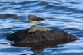 Wagtail sitting on a stone