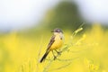 Wagtail sitting on a summer meadow with flowers clover