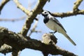 Wagtail sitting on a tree branch and sings. ukraine. 2017 Royalty Free Stock Photo