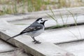 Wagtail sitting on a tree. ukraine. 2017 Royalty Free Stock Photo