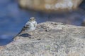 Wagtail in the tista river Royalty Free Stock Photo