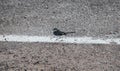 The wagtails going along the demarcation strip on the road