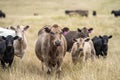 wagyu and angus cattle are Agricultural free range livestock on a farm. Cows grazing on free range green pasture and native Royalty Free Stock Photo