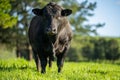 Wagyu bull in a field in outback Australia