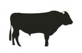 Wagyu Chilean bull silhouette Royalty Free Stock Photo