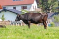 Wagyu cow stands on a green meadow