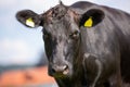 Wagyu cow stands on a green meadow