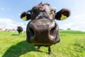 Wagyu cow stands on a green meadow