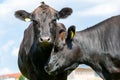 Wagyu cow stands on a green meadow