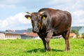 Wagyu cow stands on a green meadow