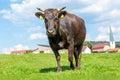 Wagyu cow stands on a green meadow