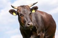 Wagyu cow stands on a green meadow