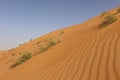 Grasses in the Desert Dunes of Wahiba Sands in Oman Royalty Free Stock Photo