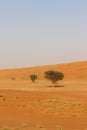 Lonely Trees in Wahiba Sands in Oman