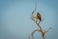 Wahlberg eagle in dead tree in sunshine Royalty Free Stock Photo