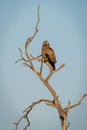 Wahlberg eagle on dead tree in sunshine Royalty Free Stock Photo