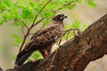 Wahlberg's Eagle (Aquila wahlbergi) Royalty Free Stock Photo