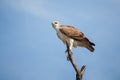 WahlbergÃ¢â¬â¢s Eagle (Aquila wahlbergi) 14741 Royalty Free Stock Photo