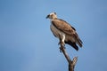 Wahlberg\'s Eagle (Aquila wahlbergi) 14742 Royalty Free Stock Photo