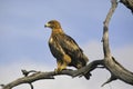 Wahlberg's eagle (Hieraaetus wahlbergi) Royalty Free Stock Photo