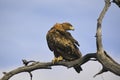 Wahlberg's eagle (Hieraaetus wahlbergi) Royalty Free Stock Photo