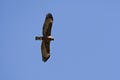 Wahlbergs Arend, Wahlberg's Eagle, Hieraaetus wahlbergi Royalty Free Stock Photo