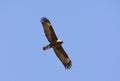 Wahlbergs Arend, Wahlberg's Eagle, Hieraaetus wahlbergi Royalty Free Stock Photo