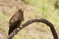 Wahlbergs Arend, Wahlberg's Eagle, Hieraaetus wahlbergi